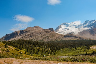 白天在蓝天下，山边的绿色松树